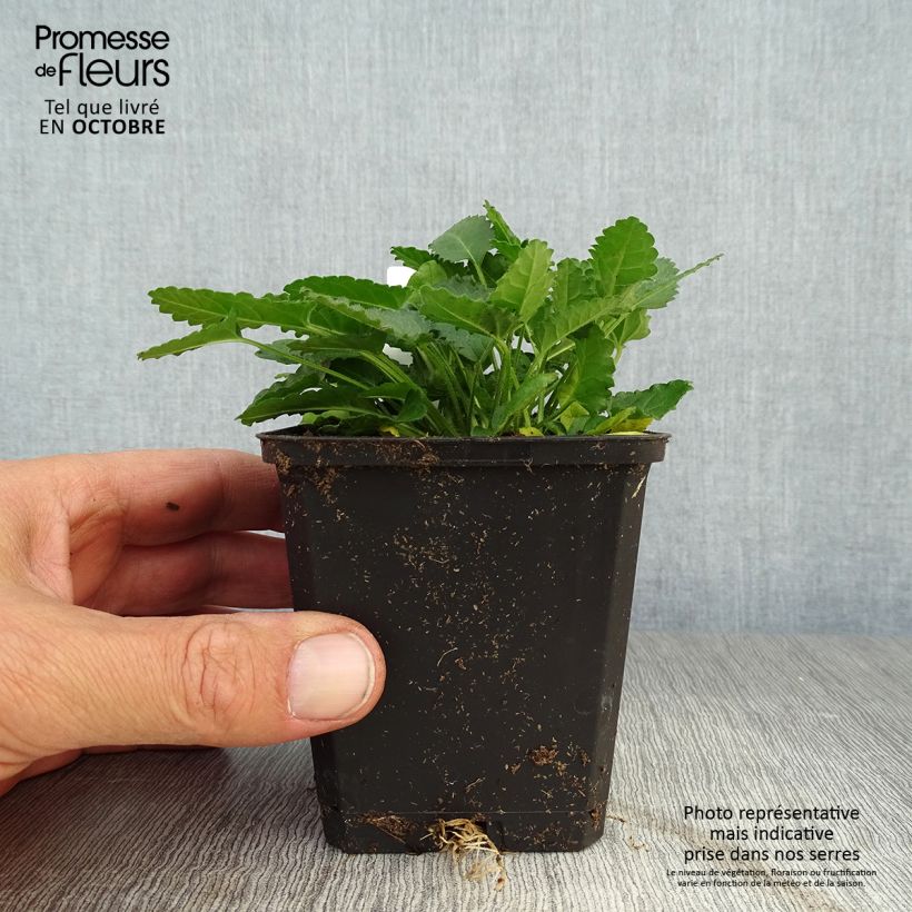 Esimerkki syksyllä toimitetusta Rohtopähkämö - Stachys officinalis 8/9 cm taimiruukku-taimesta