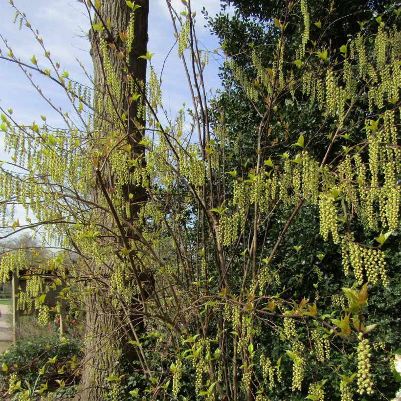 Stachyurus chinensis Celina (Kasvutapa)