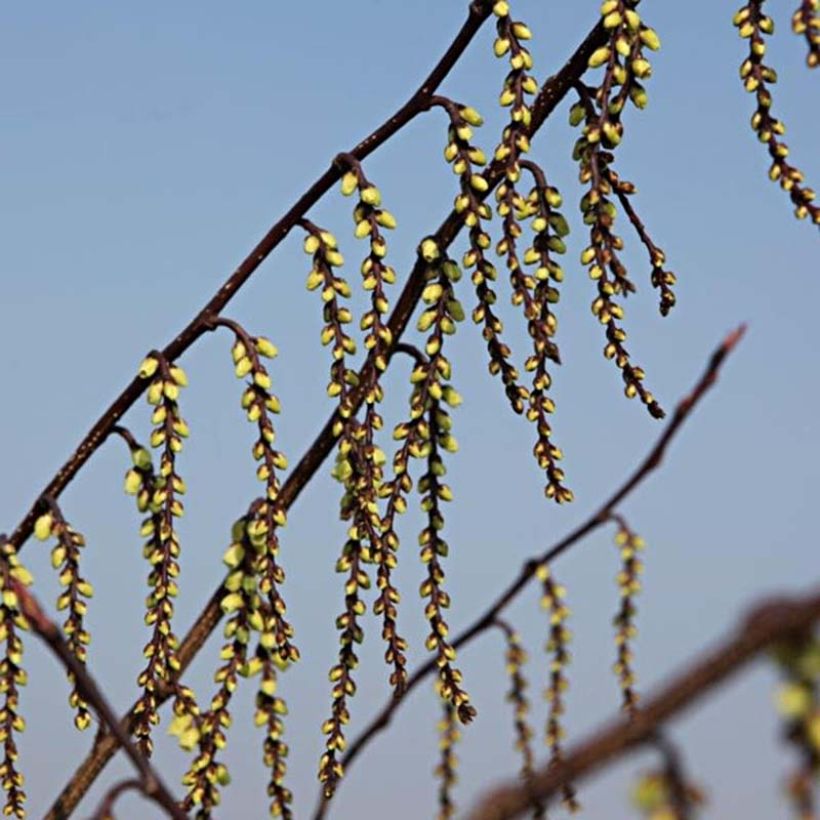 Stachyurus chinensis Celina (Kukinta)