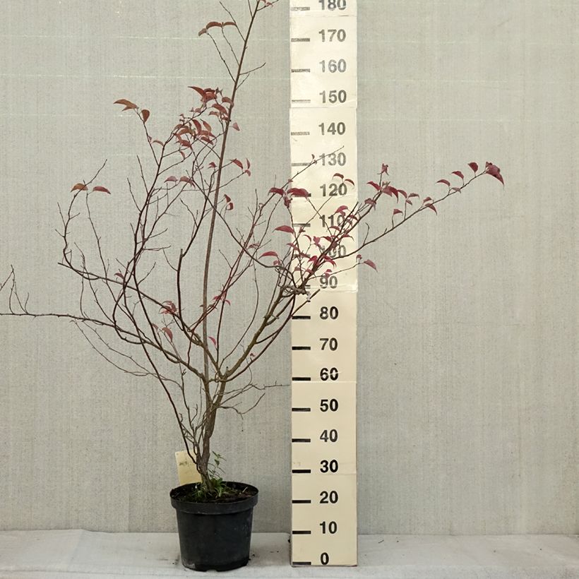 Esimerkki syksyllä toimitetusta Stachyurus chinensis Celina 7,5 litran / 10 litran ruukku-taimesta