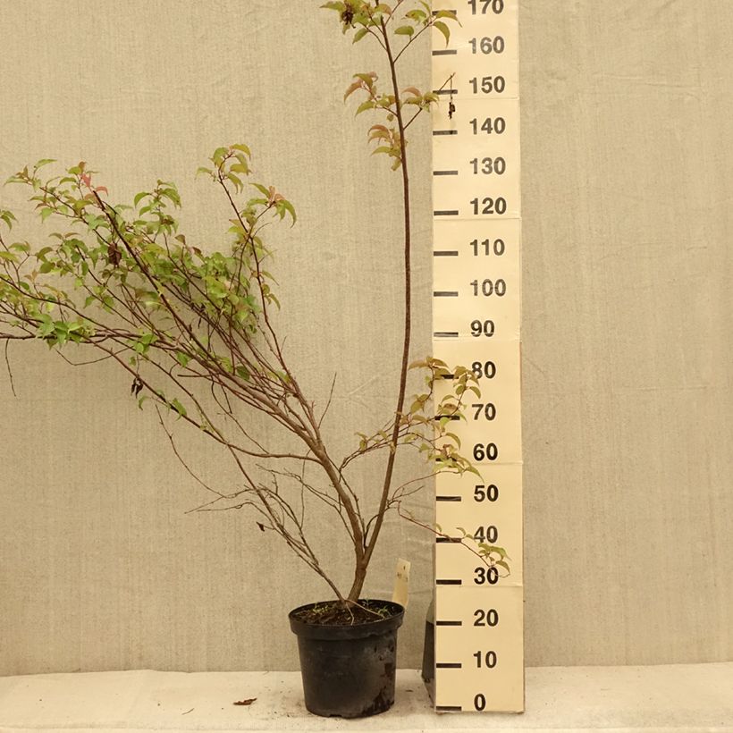 Esimerkki kesällä toimitetusta Stachyurus chinensis Celina Ruukku 7,5L / 10L-taimesta