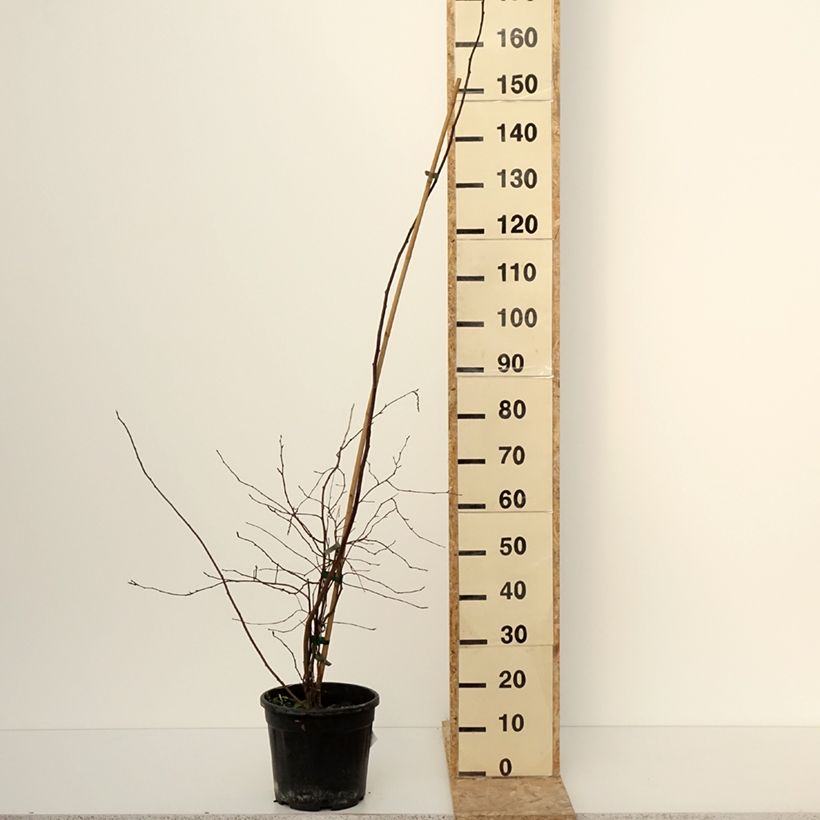 Esimerkki talvella toimitetusta Stachyurus chinensis Goldbeater 7,5 litran / 10 litran ruukku-taimesta
