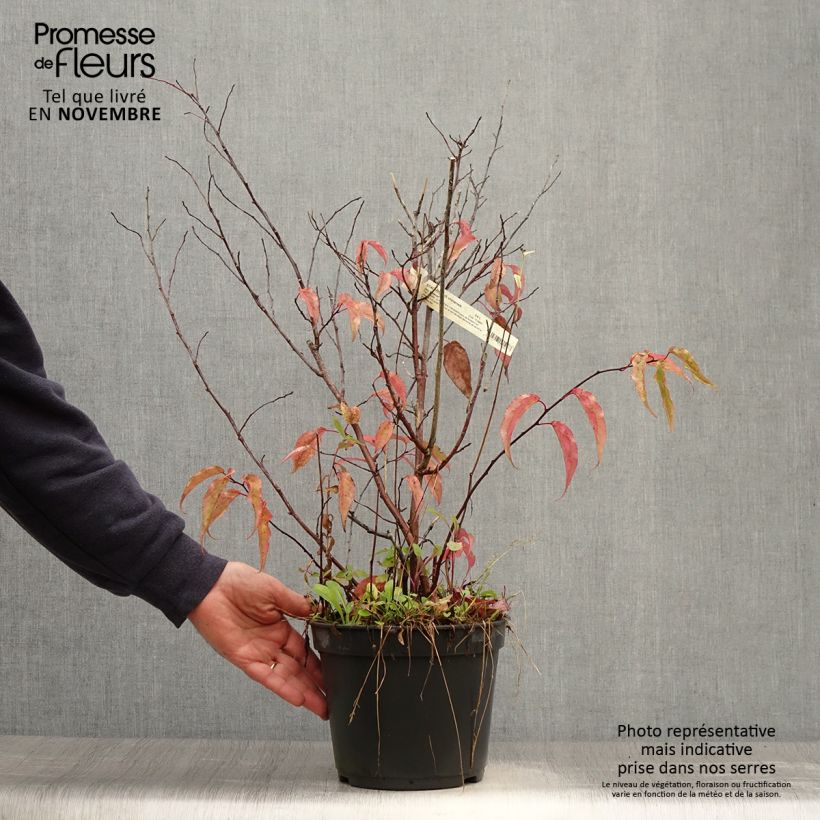 Esimerkki syksyllä toimitetusta Stachyurus chinensis Joy Forever 2 litran/3 litran ruukku-taimesta