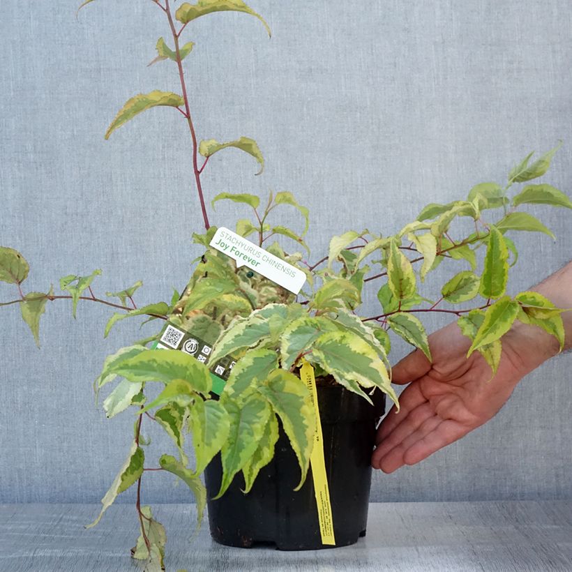 Esimerkki kesällä toimitetusta Stachyurus chinensis Joy Forever Pot de 2L/3L-taimesta