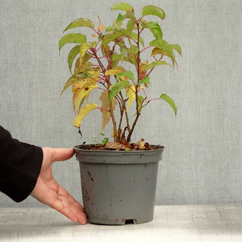 Esimerkki syksyllä toimitetusta Stachyurus praecox 2 litran/3 litran ruukku-taimesta