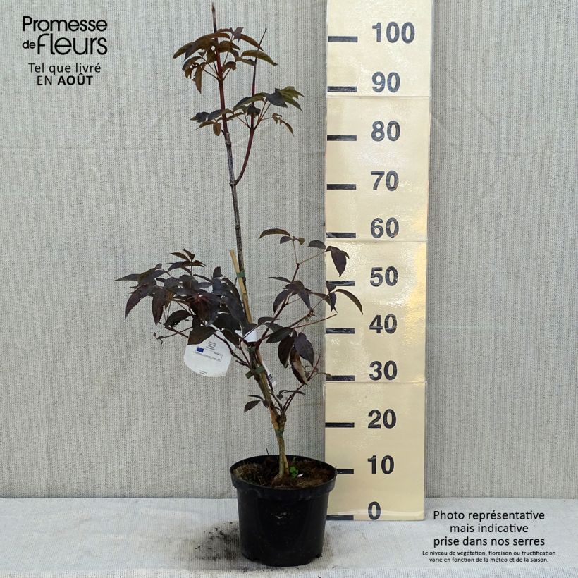 Esimerkki kesällä toimitetusta Staphylea colchica Black Beauty - Faux pistachier Pot de 4L/5L-taimesta