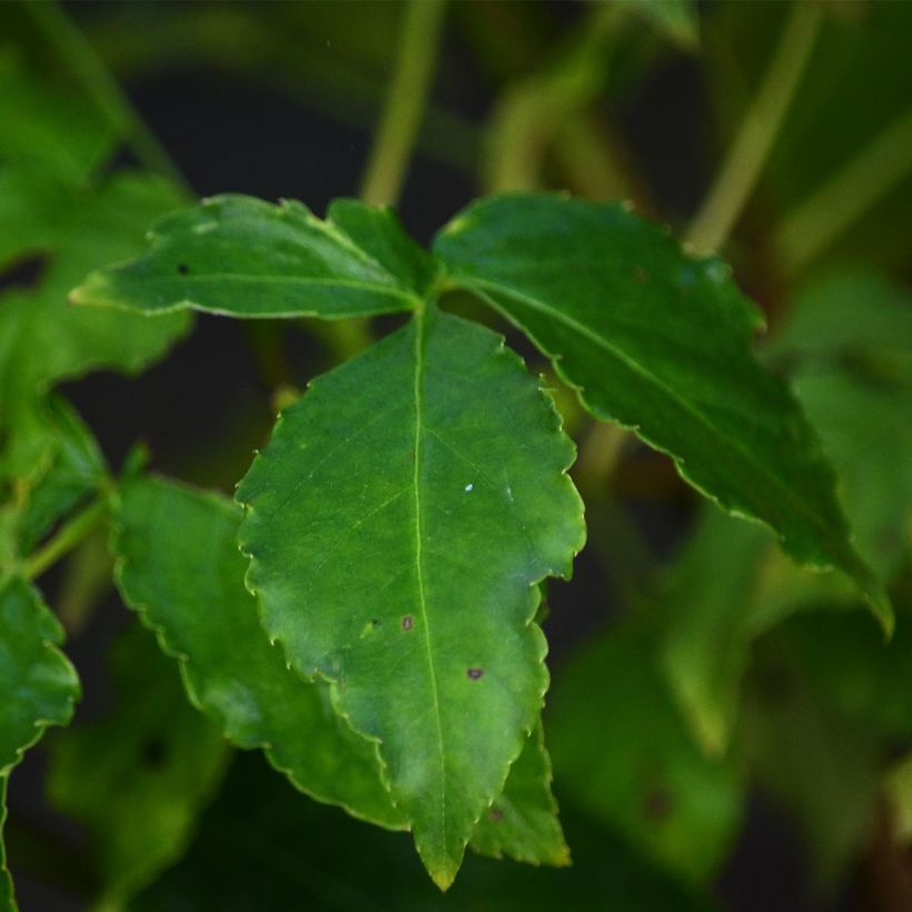 Kaukasiankotapähkinä - Staphylea colchica (Lehvistö)