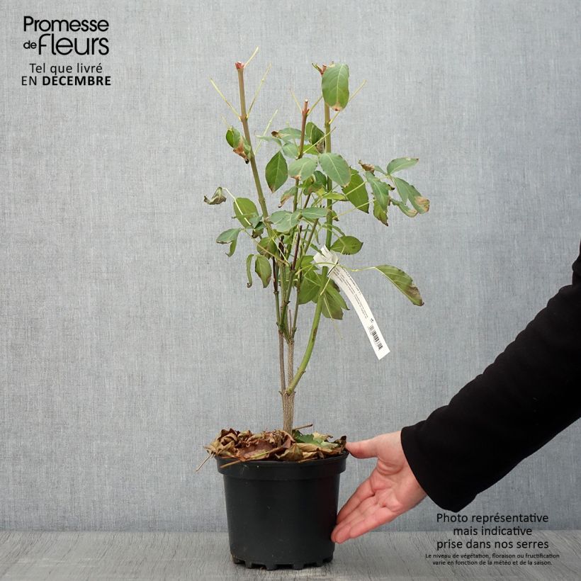 Esimerkki syksyllä toimitetusta Euroopankotapähkinä - Staphylea pinnata 3 litran/4 litran ruukku-taimesta