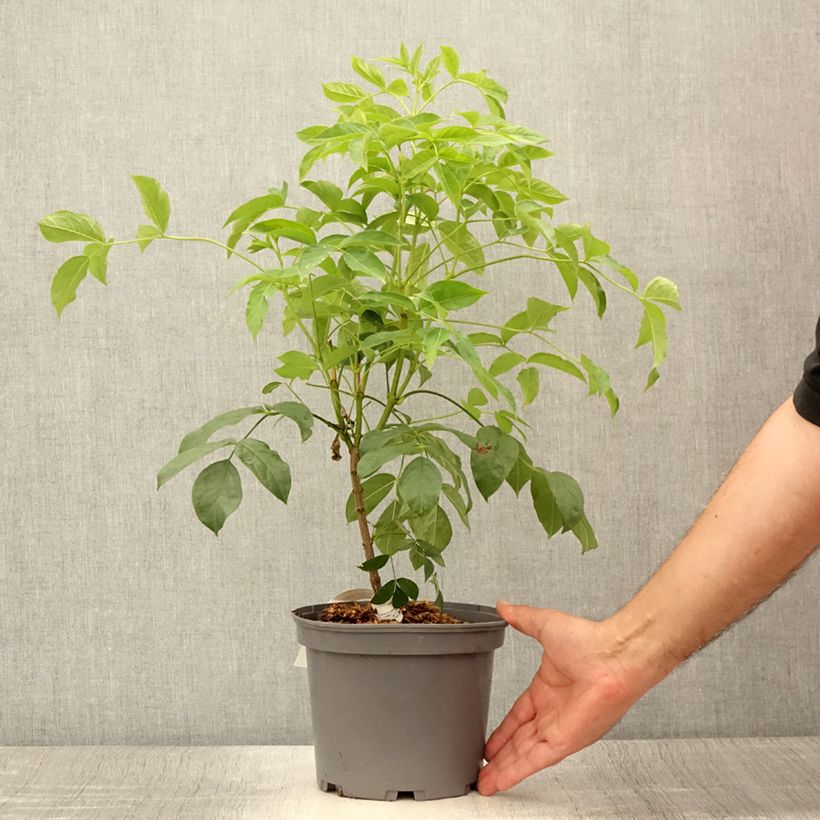 Esimerkki kesällä toimitetusta Euroopankotapähkinä - Staphylea pinnata Pot de 3L/4L-taimesta