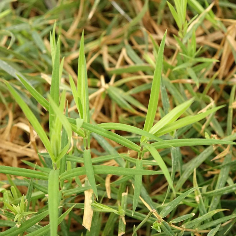 Kevättähtimö - Stellaria holostea (Lehvistö)
