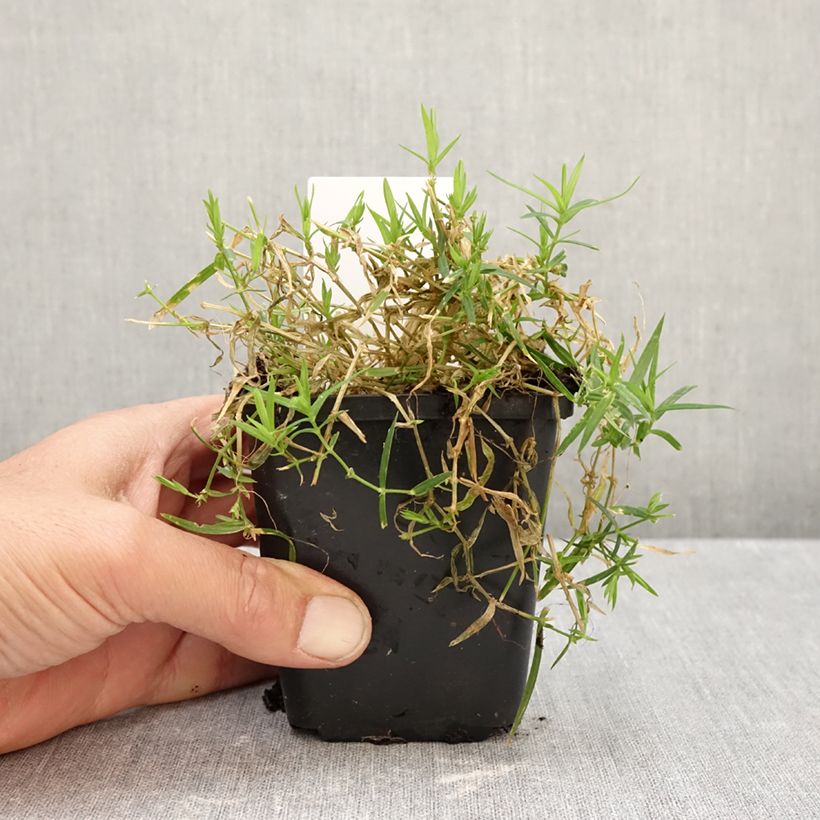 Esimerkki syksyllä toimitetusta Kevättähtimö - Stellaria holostea 8/9 cm taimiruukku-taimesta