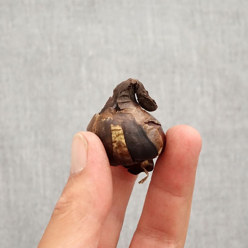 Esimerkki syksyllä toimitetusta Leveäpikarinarsissi - Sternbergia lutea Bulbe size 10+-taimesta