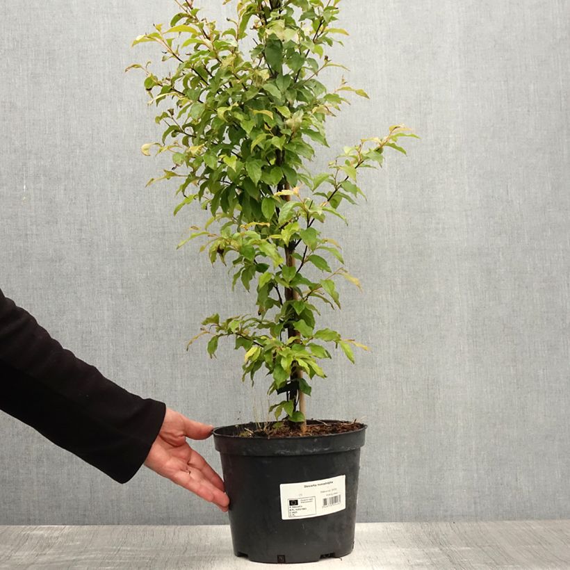 Esimerkki kesällä toimitetusta Stewartia monadelpha Pot de 4L/5L-taimesta