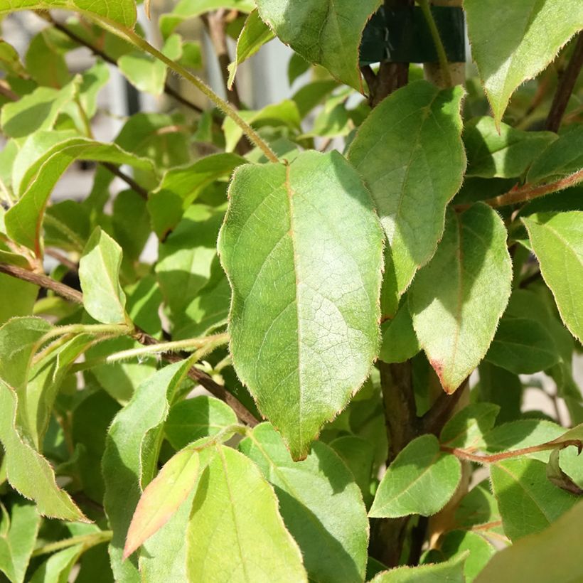 Stewartia monadelpha (Lehvistö)