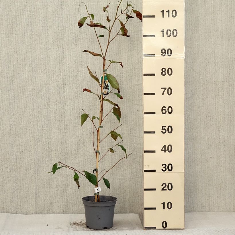 Esimerkki syksyllä toimitetusta Stewartia pseudocamellia 3 litran/4 litran ruukku-taimesta