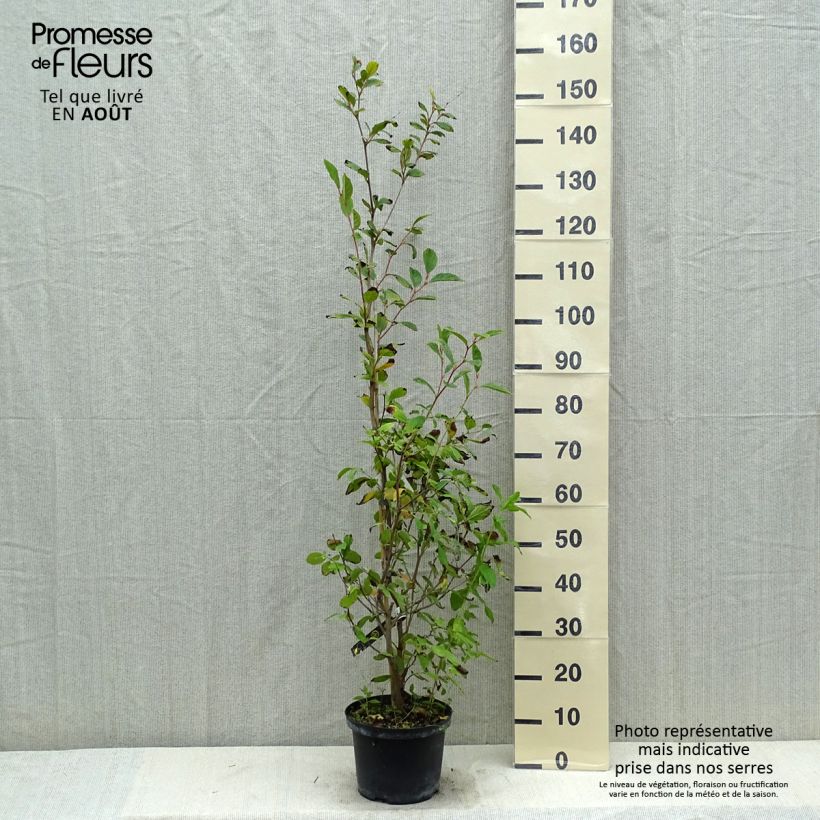 Esimerkki kesällä toimitetusta Stewartia pseudocamellia Pot de 3L/4L-taimesta
