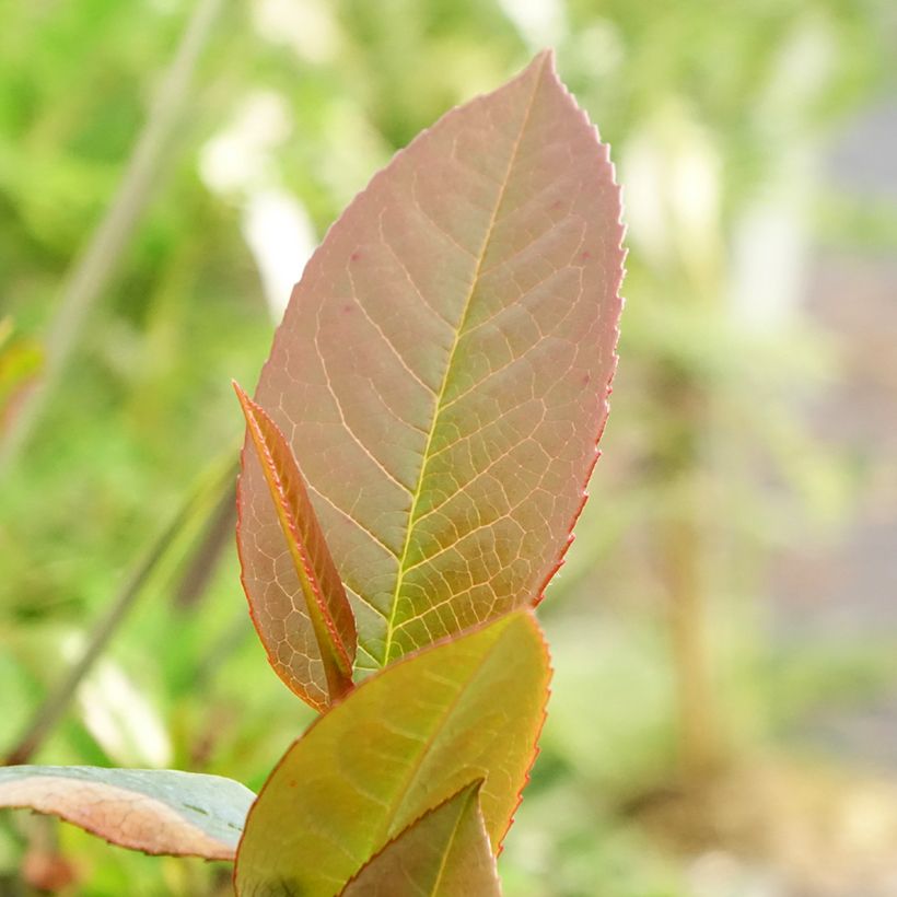 Stewartia pteropetiolata (Lehvistö)