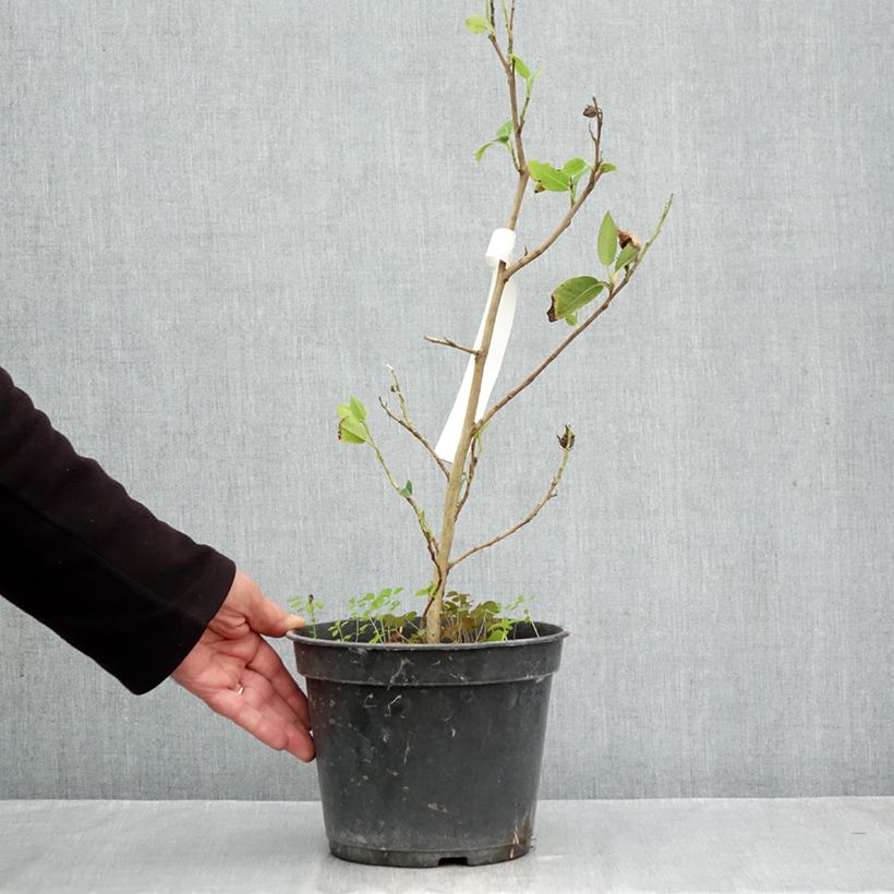 Esimerkki syksyllä toimitetusta Stewartia pteropetiolata 4 litran/5 litran ruukku-taimesta