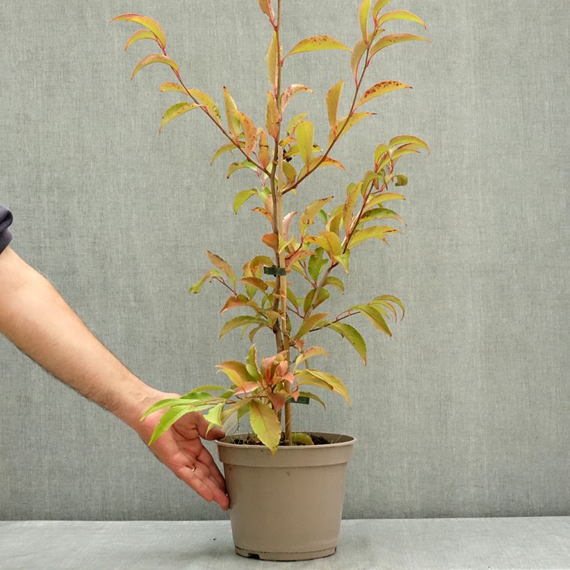 Esimerkki kesällä toimitetusta Stewartia rostrata 4 litran/5 litran ruukku-taimesta