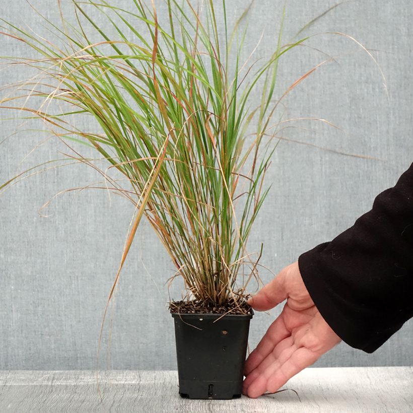 Esimerkki syksyllä toimitetusta Höyhenheinä Sirocco 8/9 cm taimiruukku-taimesta