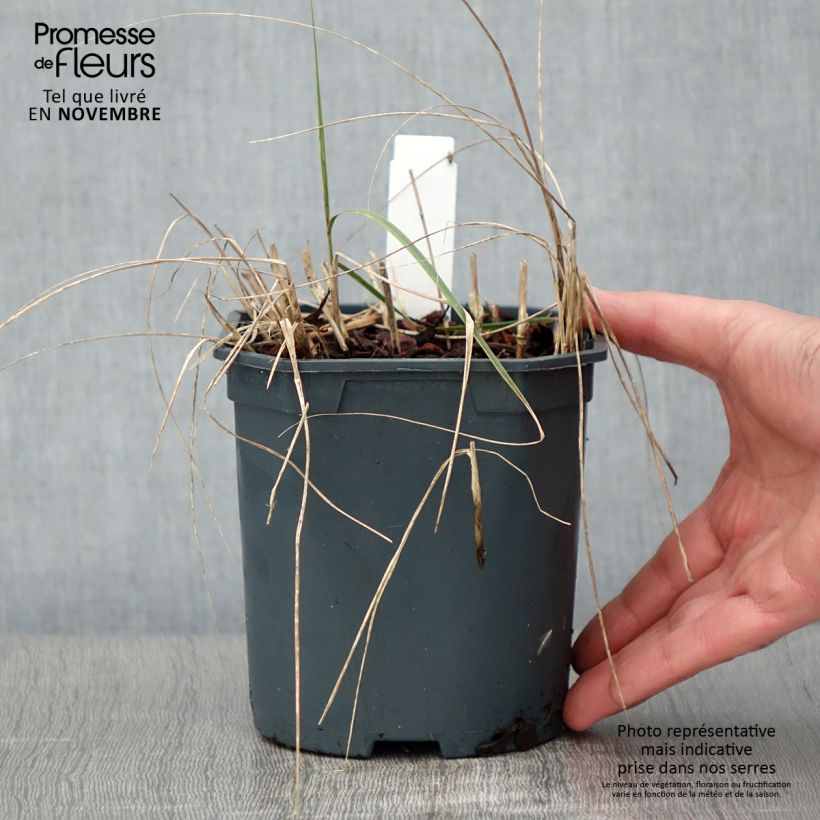 Esimerkki syksyllä toimitetusta Höyhenheinä - Stipa calamagrostis 2 litran/3 litran ruukku-taimesta