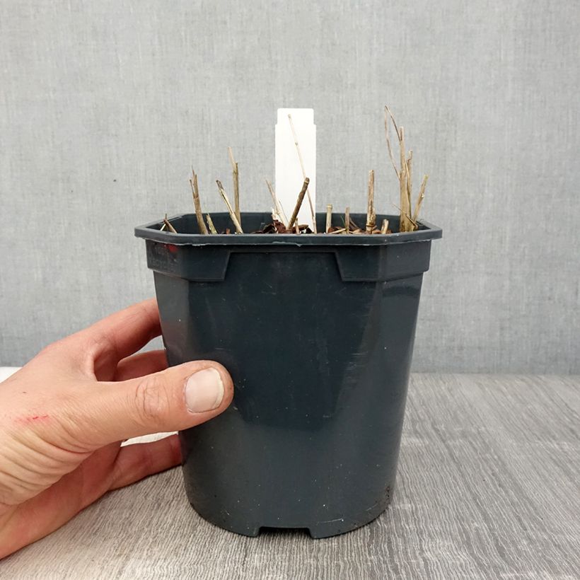 Esimerkki keväällä toimitetusta Höyhenheinä - Stipa calamagrostis Pot de 2L/3L-taimesta