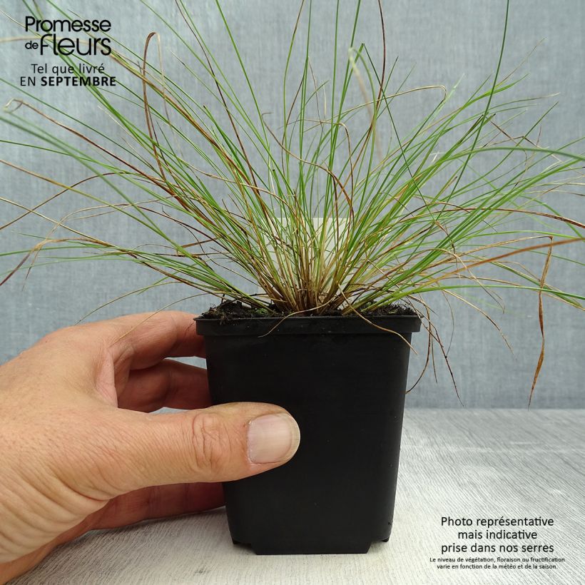 Esimerkki syksyllä toimitetusta Jouhihöyhenheinä - Stipa capillata 8/9 cm taimiruukku-taimesta