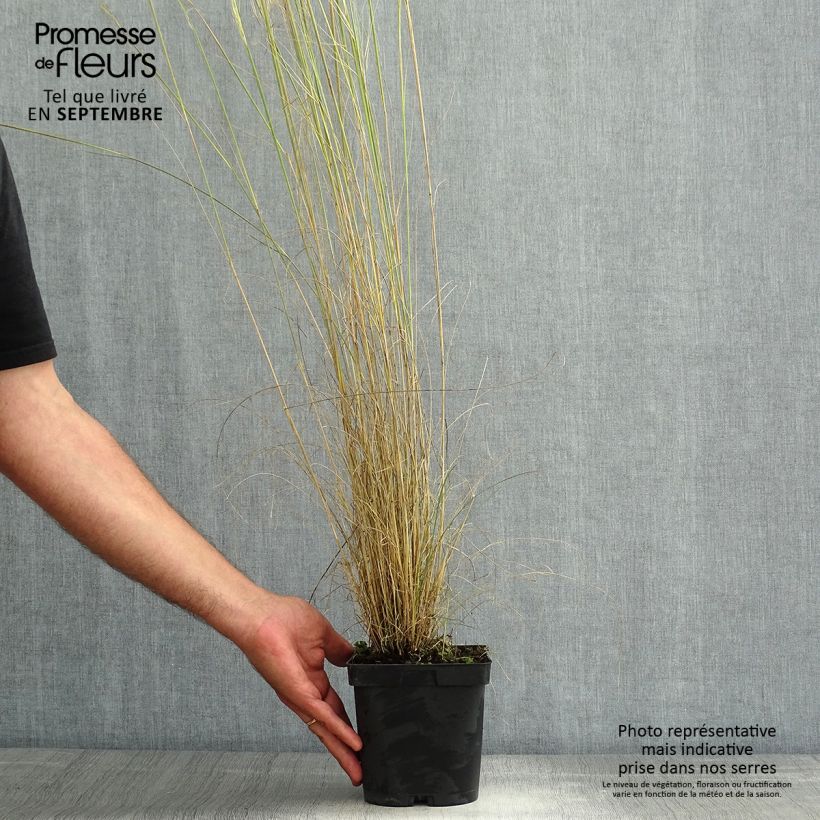 Esimerkki kesällä toimitetusta Jouhihöyhenheinä - Stipa capillata Ruukku 2L / 3L-taimesta
