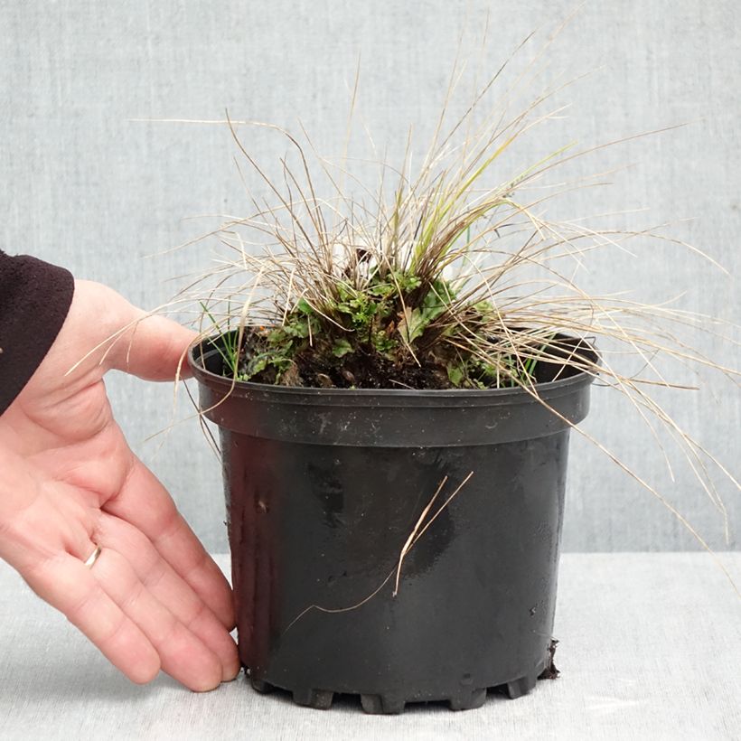 Esimerkki syksyllä toimitetusta Jouhihöyhenheinä - Stipa capillata 2 litran/3 litran ruukku-taimesta