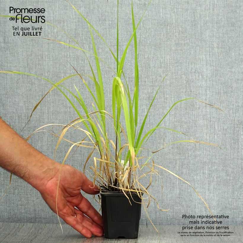 Esimerkki kesällä toimitetusta Höyhenheinä - Stipa extremiorientalis 8/9 cm taimiruukku-taimesta