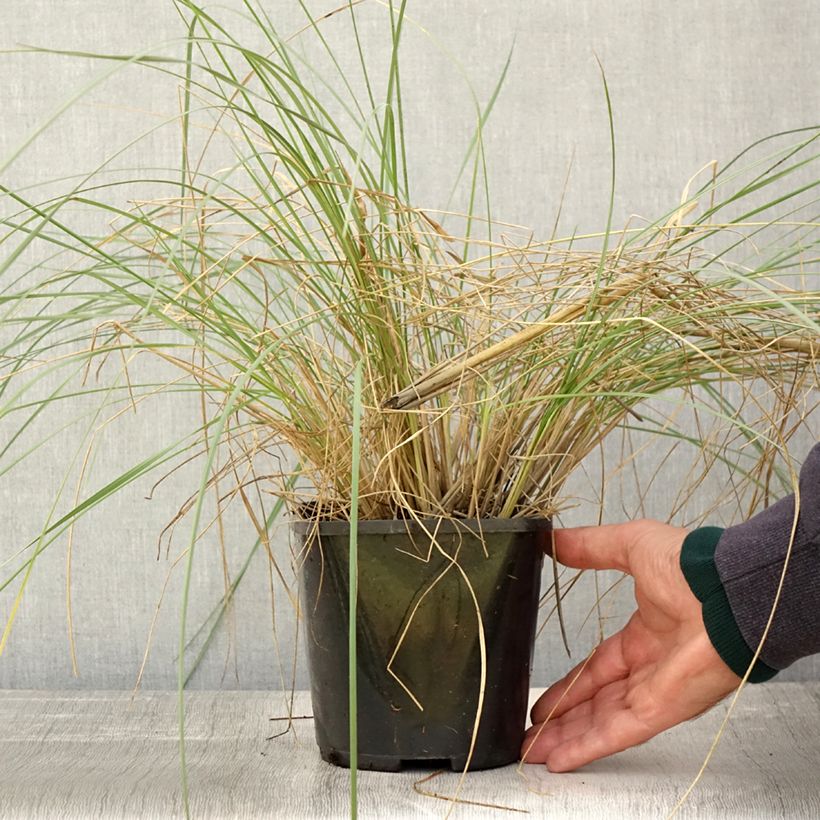 Esimerkki syksyllä toimitetusta Jättihöyhenheinä - Stipa gigantea 2 litran/3 litran ruukku-taimesta
