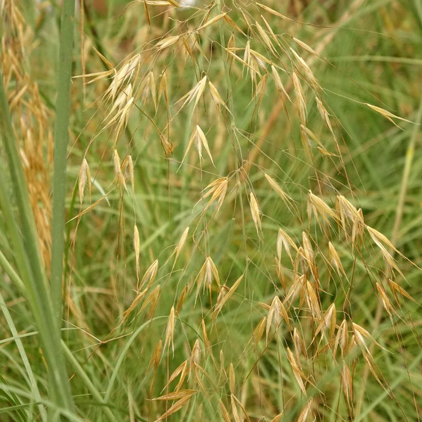 Jättihöyhenheinä - Stipa gigantea (Lehvistö)