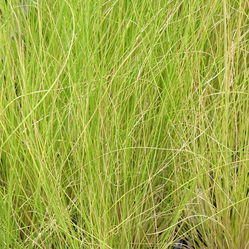 Höyhenheinä - Stipa ichu (Lehvistö)