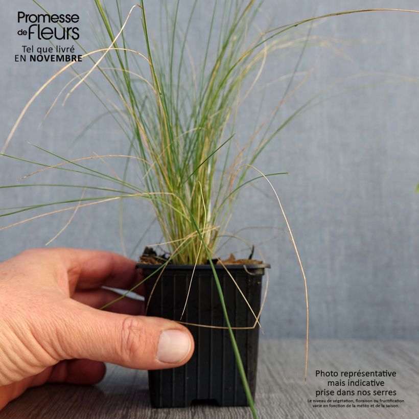 Esimerkki syksyllä toimitetusta Höyhenheinä - Stipa ichu 7/8 cm taimiruukku-taimesta