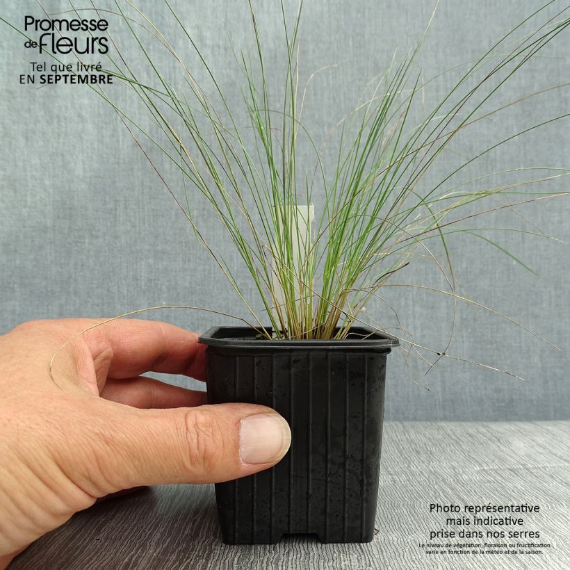 Esimerkki syksyllä toimitetusta Unkarinhöyhenheinä - Stipa pennata 8/9 cm taimiruukku-taimesta