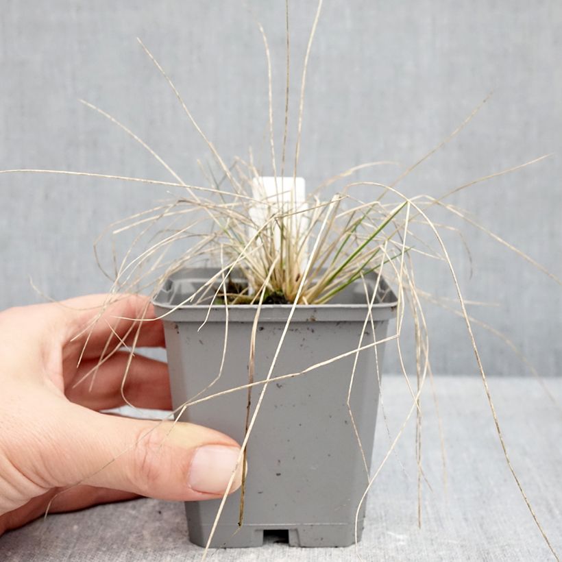 Esimerkki talvella toimitetusta Höyhenheinä - Stipa splendens 8/9 cm taimiruukku-taimesta