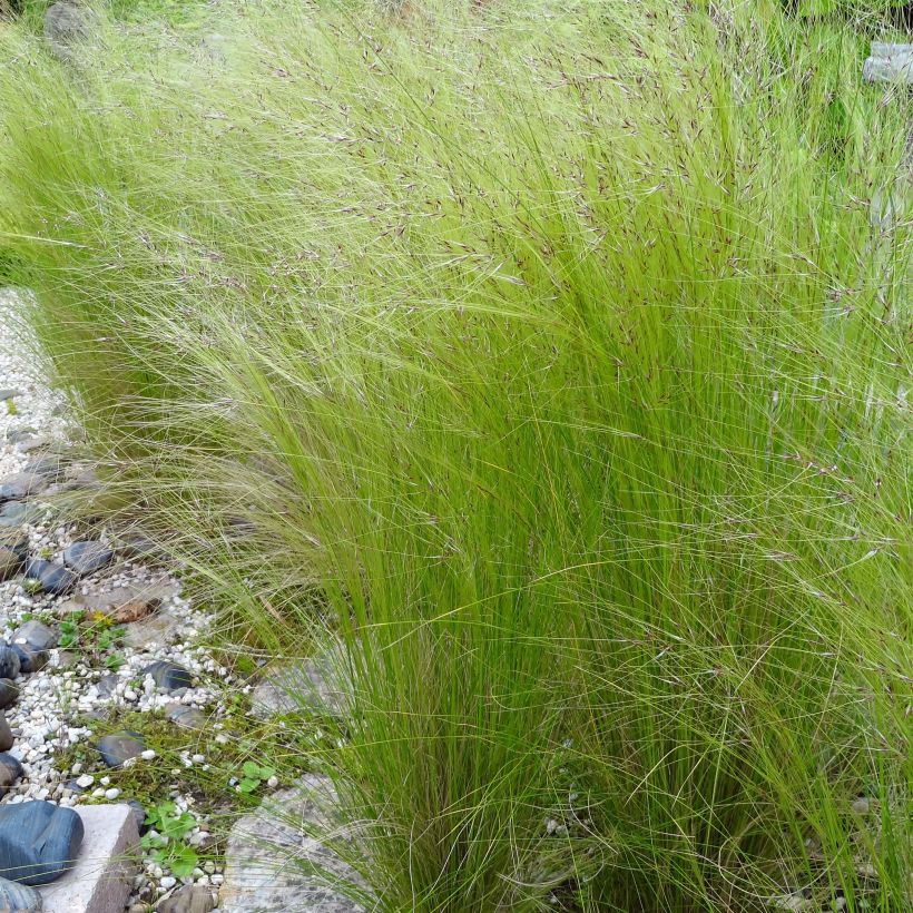 Höyhenheinä - Stipa tenuifolia (Kukinta)