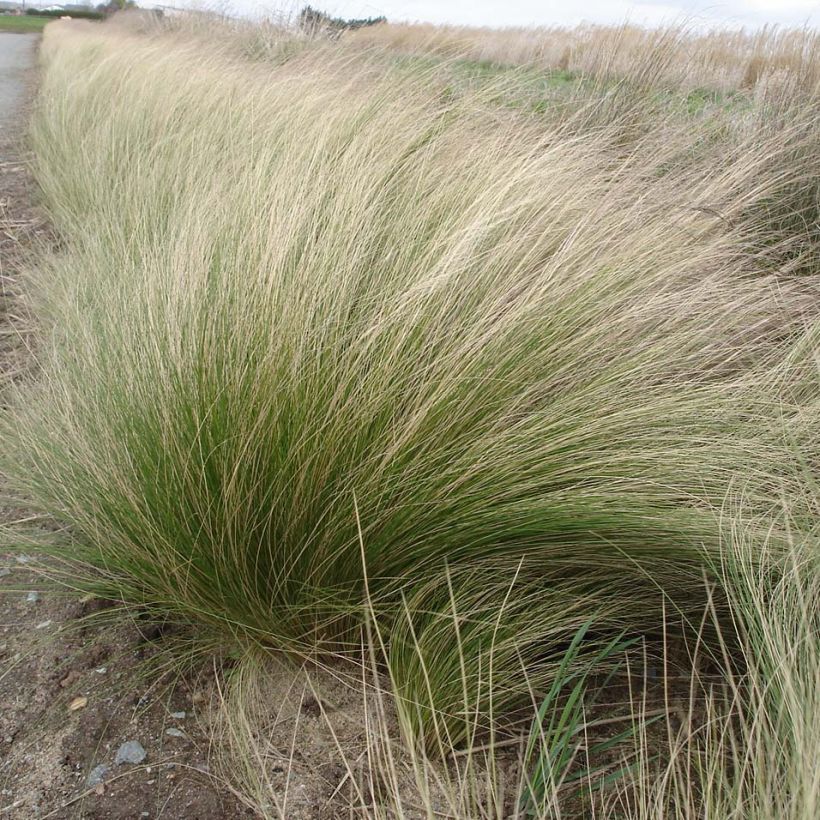 Höyhenheinä - Stipa tenuifolia (Kasvutapa)