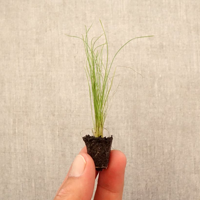 Esimerkki syksyllä toimitetusta Höyhenheinä - Stipa tenuifolia Minipaakku Ø 1,5/2,5 cm-taimesta