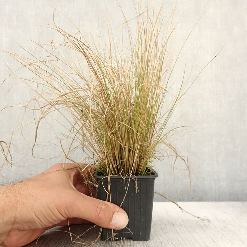Esimerkki syksyllä toimitetusta Stipa trichotoma Palomino - Stipe à feuilles dentées Godet de 8/9 cm-taimesta