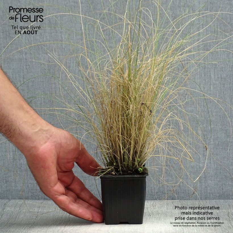 Esimerkki kesällä toimitetusta Höyhenheinä Palomino Godet de 8/9 cm-taimesta