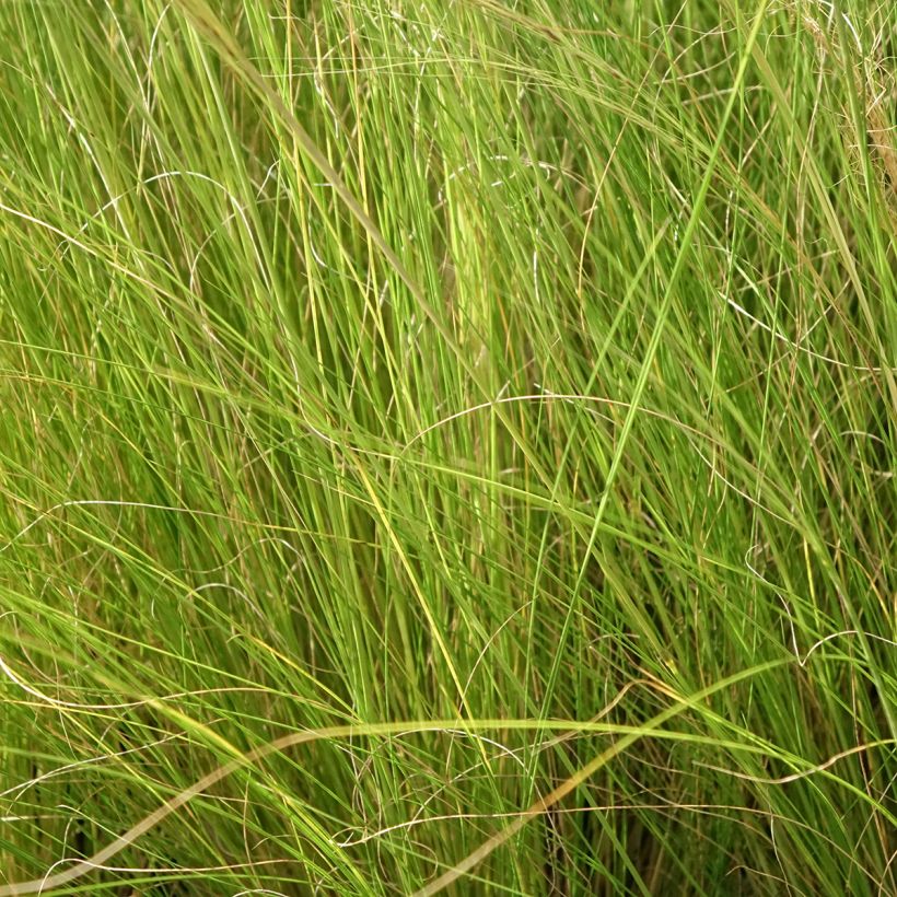 Höyhenheinä Palomino (Lehvistö)
