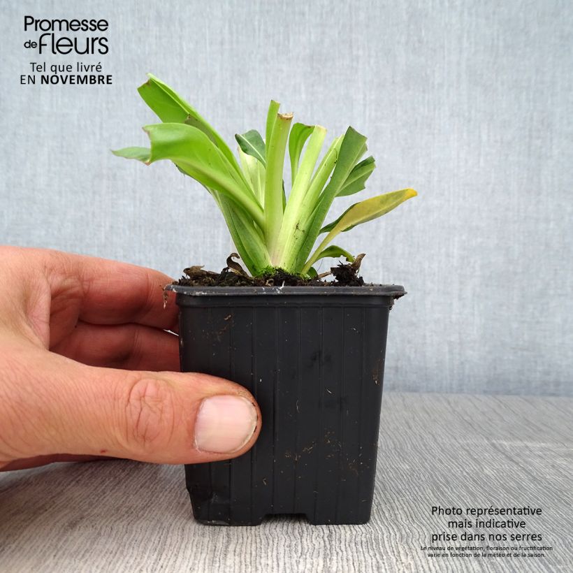 Esimerkki syksyllä toimitetusta Sinikki Blue Star 8/9 cm taimiruukku-taimesta