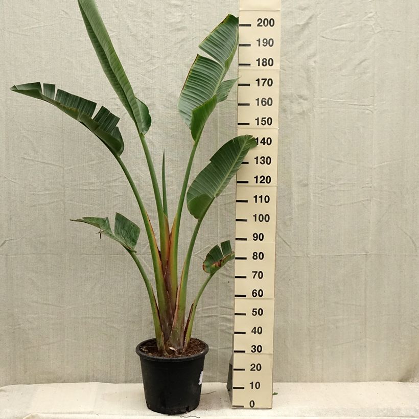 Esimerkki kesällä toimitetusta Kolibrikukka - Strelitzia augusta Pot de 30L/35L-taimesta