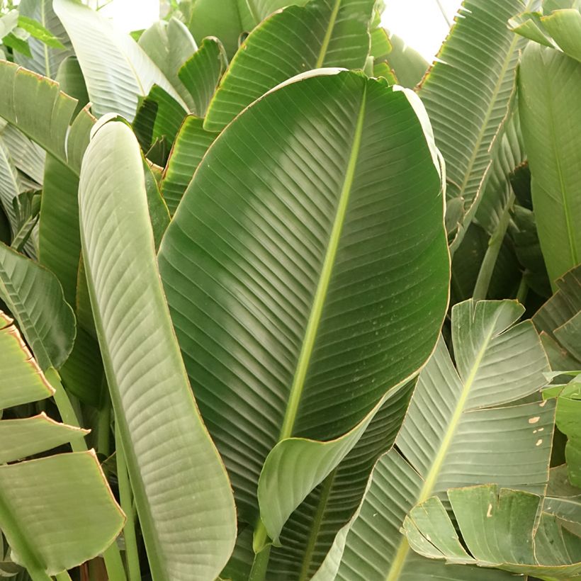 Kolibrikukka - Strelitzia augusta (Lehvistö)