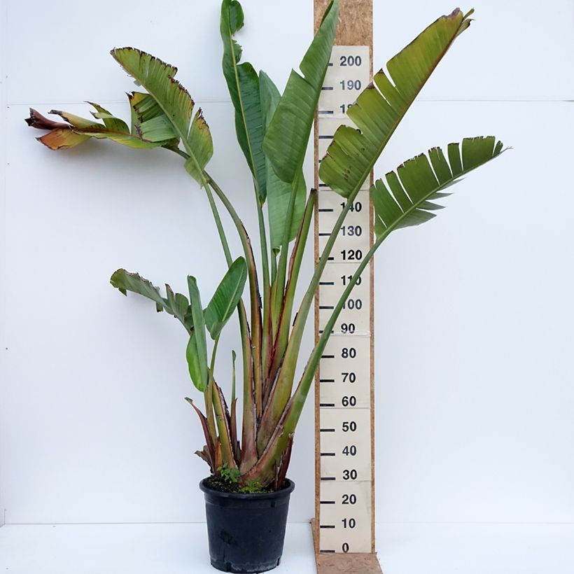 Esimerkki syksyllä toimitetusta Kolibrikukka - Strelitzia augusta 30 litran/35 litran ruukku-taimesta
