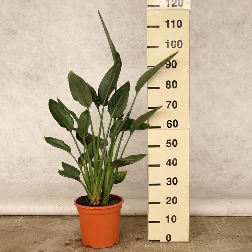 Esimerkki kesällä toimitetusta Helokolibrikukka - Strelitzia reginae Ruukku 6L / 7L-taimesta