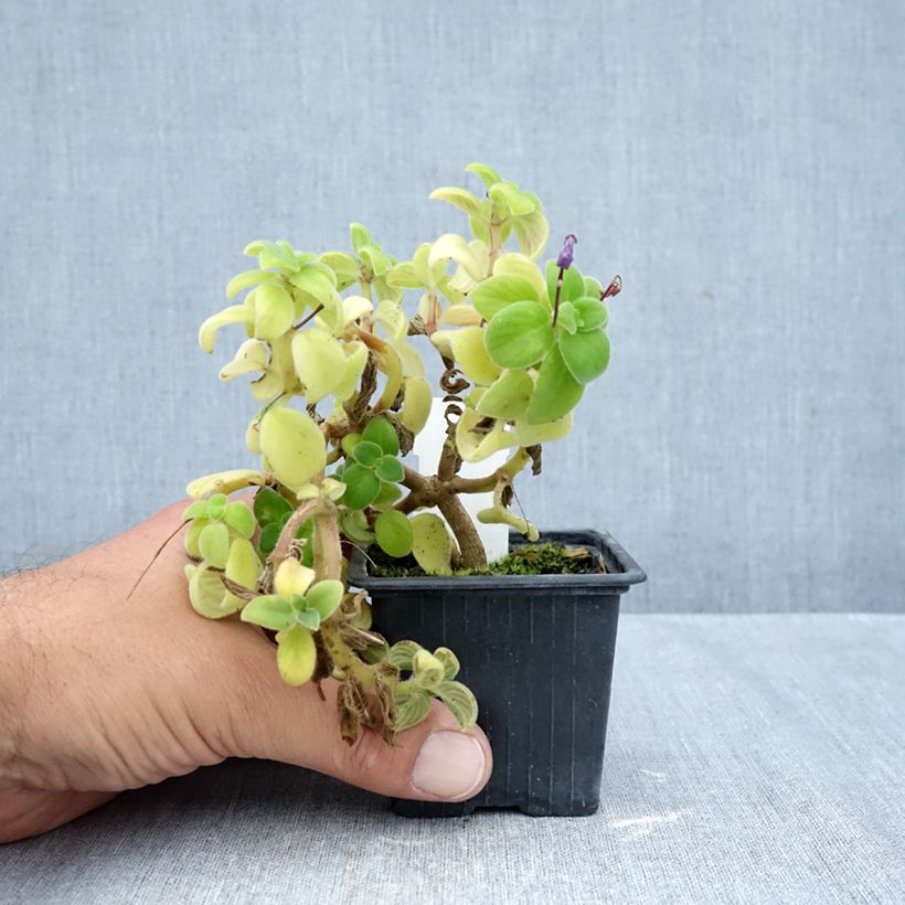 Esimerkki syksyllä toimitetusta Pikkusoilikki Purple 8/9 cm taimiruukku-taimesta