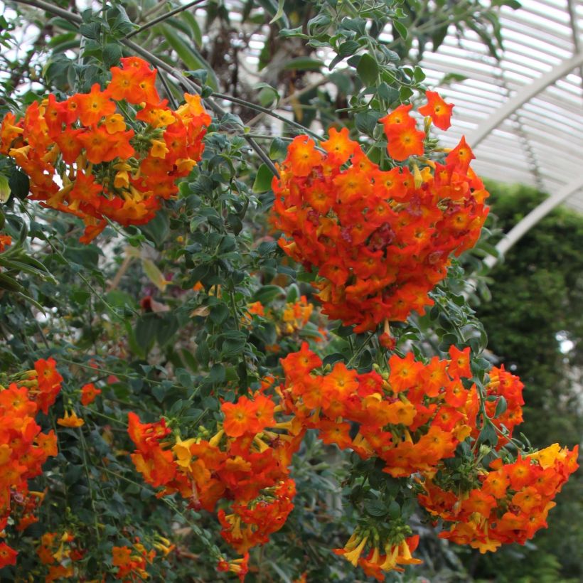 Streptosolen jamesonii (Kukinta)