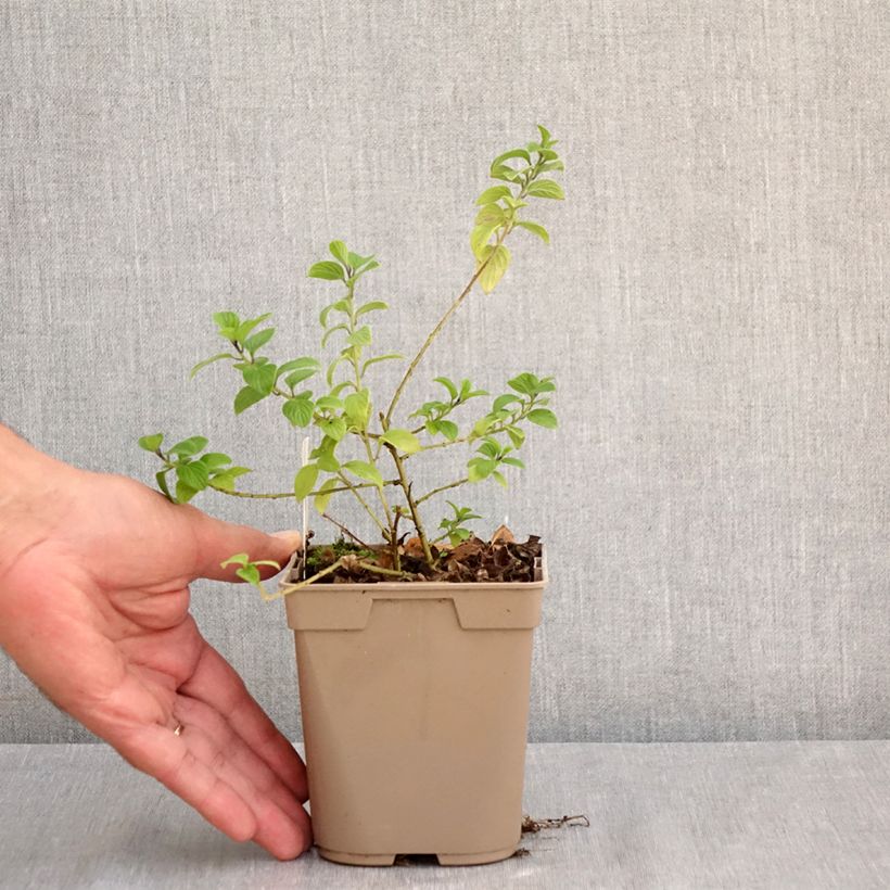 Esimerkki kesällä toimitetusta Streptosolen jamesonii Godet de 8/9 cm-taimesta